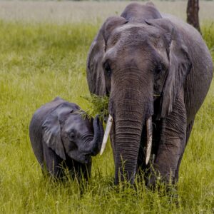 3 Days Luxury Safari.