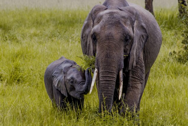 3 Days Luxury Safari.