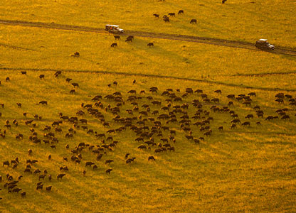 The Great Migration